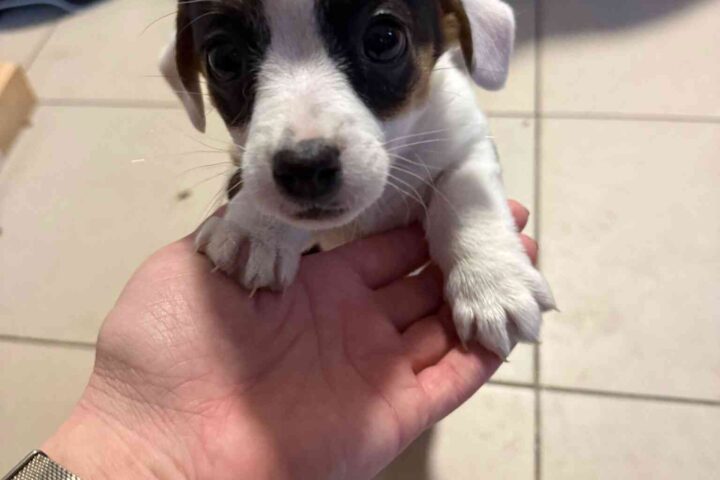 Labdarības akcija “Parūpēsimies par draugiem ķepaiņiem”