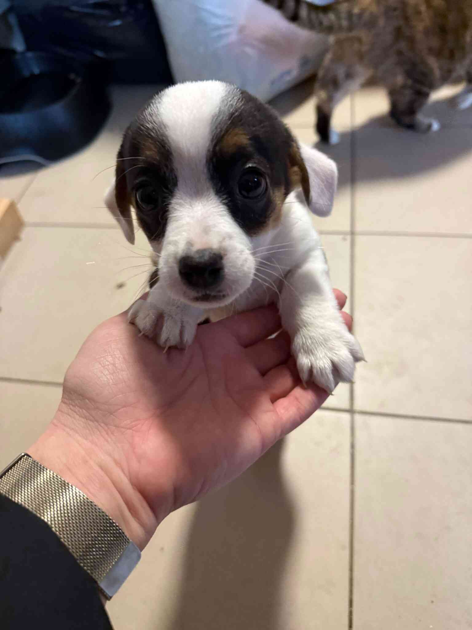 Labdarības akcija “Parūpēsimies par draugiem ķepaiņiem”